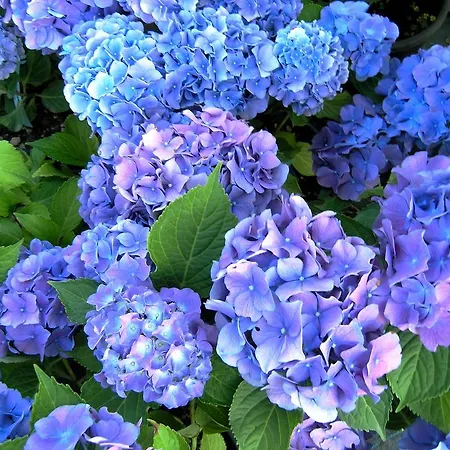 公寓式酒店 费多拉别墅公寓 3*