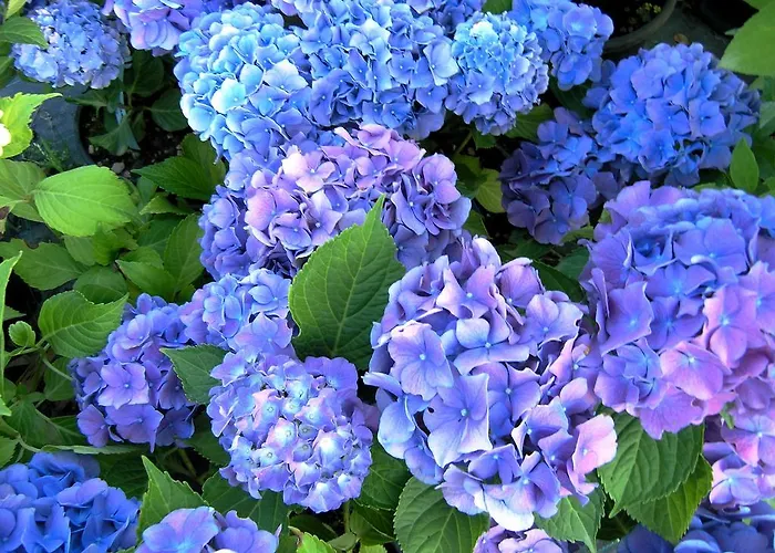 Aparthotel Fedora 3*